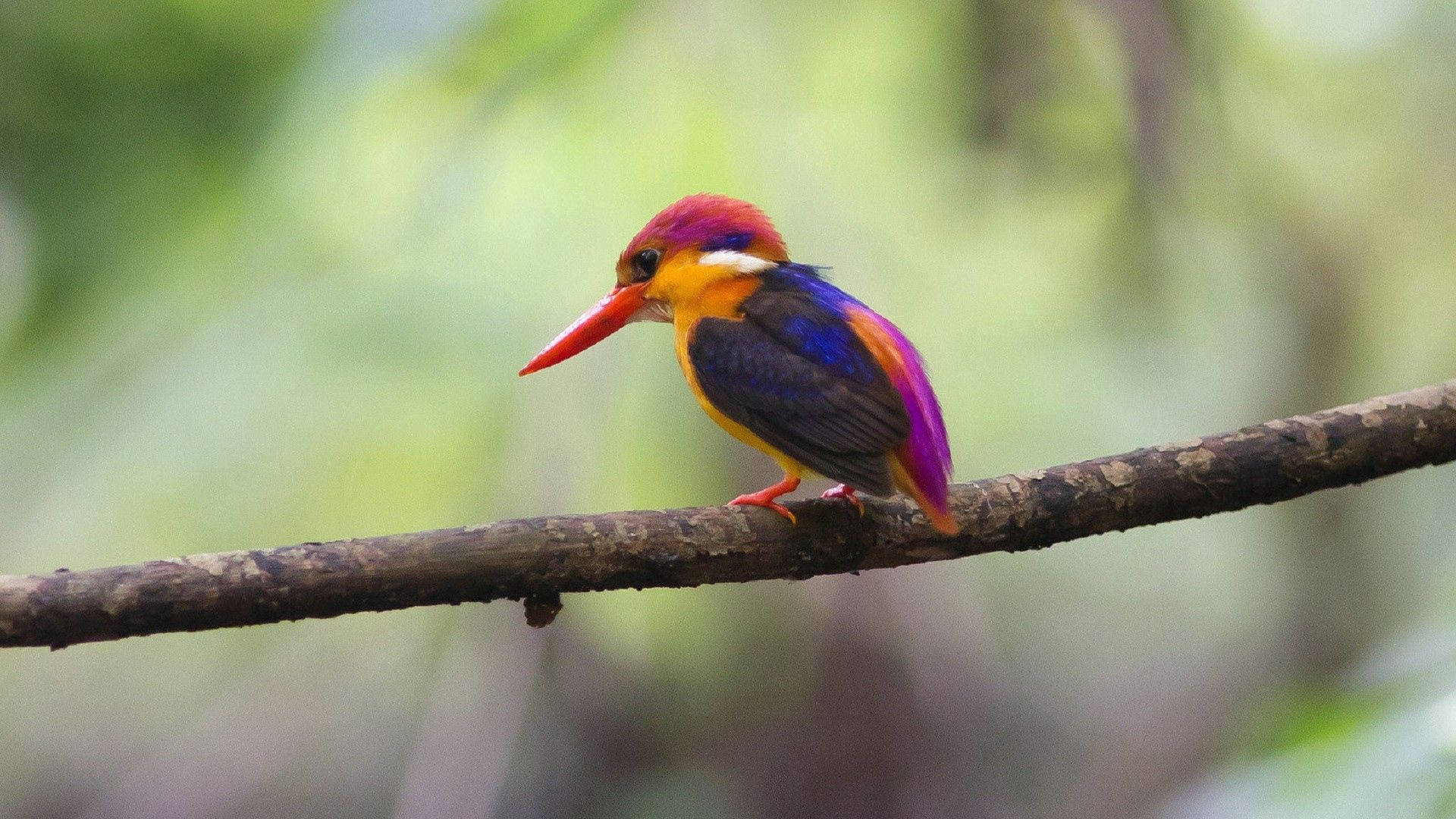 Colorful Tiny Bird Wallpaper