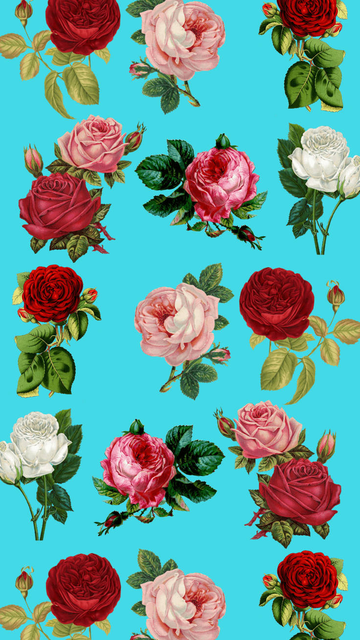 Colourful Roses Floral Iphone Wallpaper