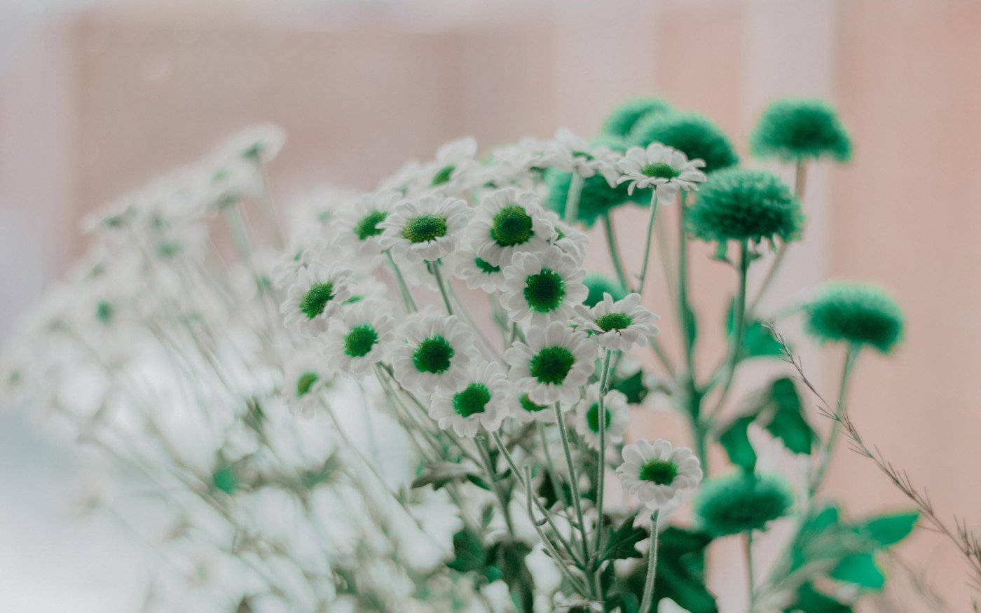 Common Daisy White Flower Wallpaper