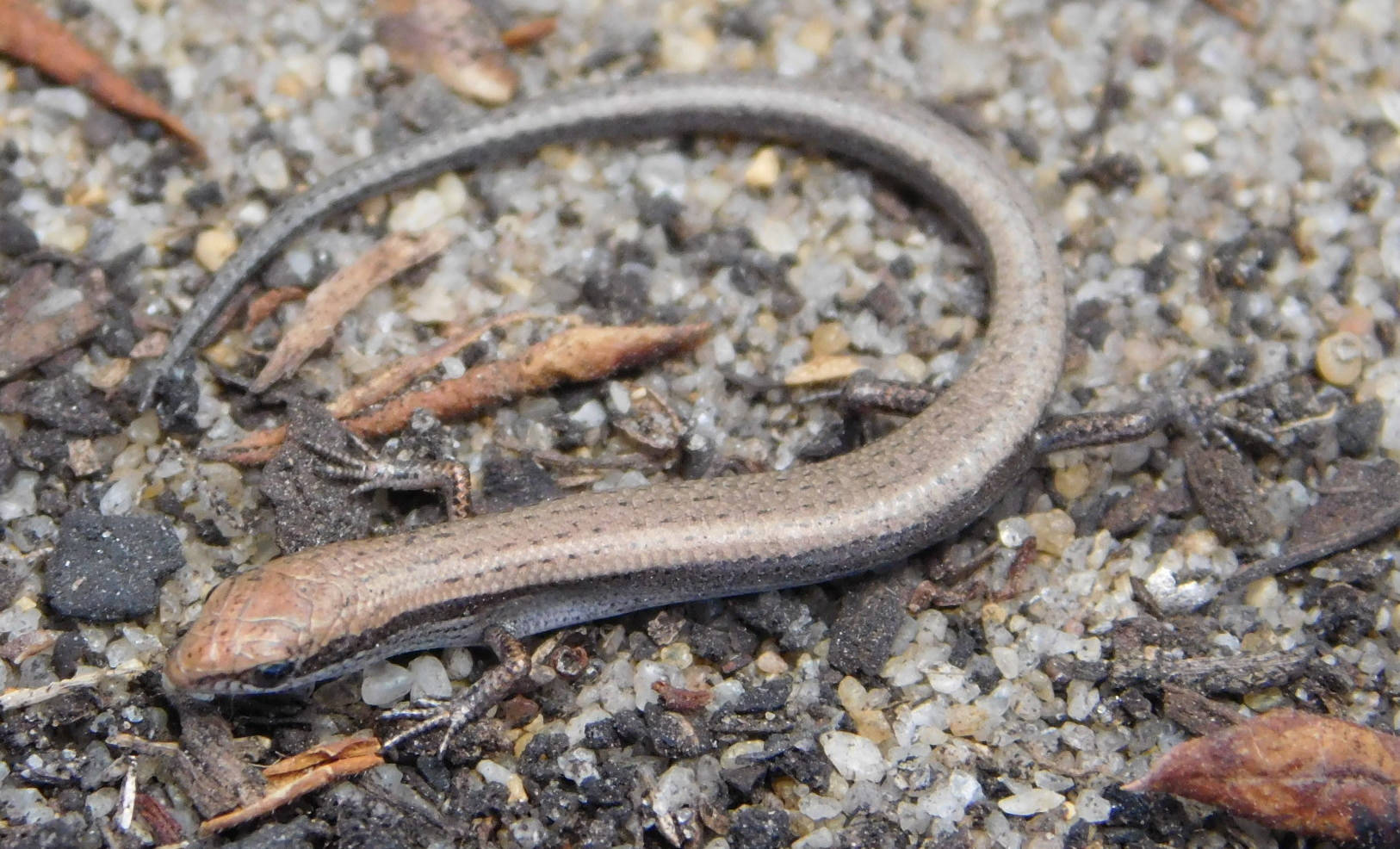 Common Dwarf Brown Ground Skink Wallpaper