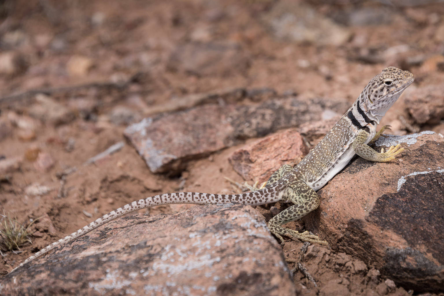 Common Great Basin Collared Lizard Wallpaper