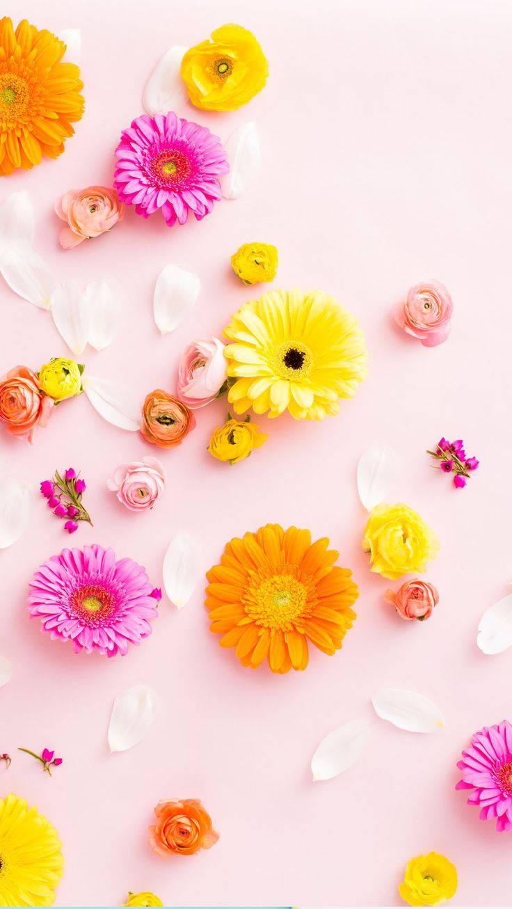 Contrasting Colourful Floral Iphone Wallpaper