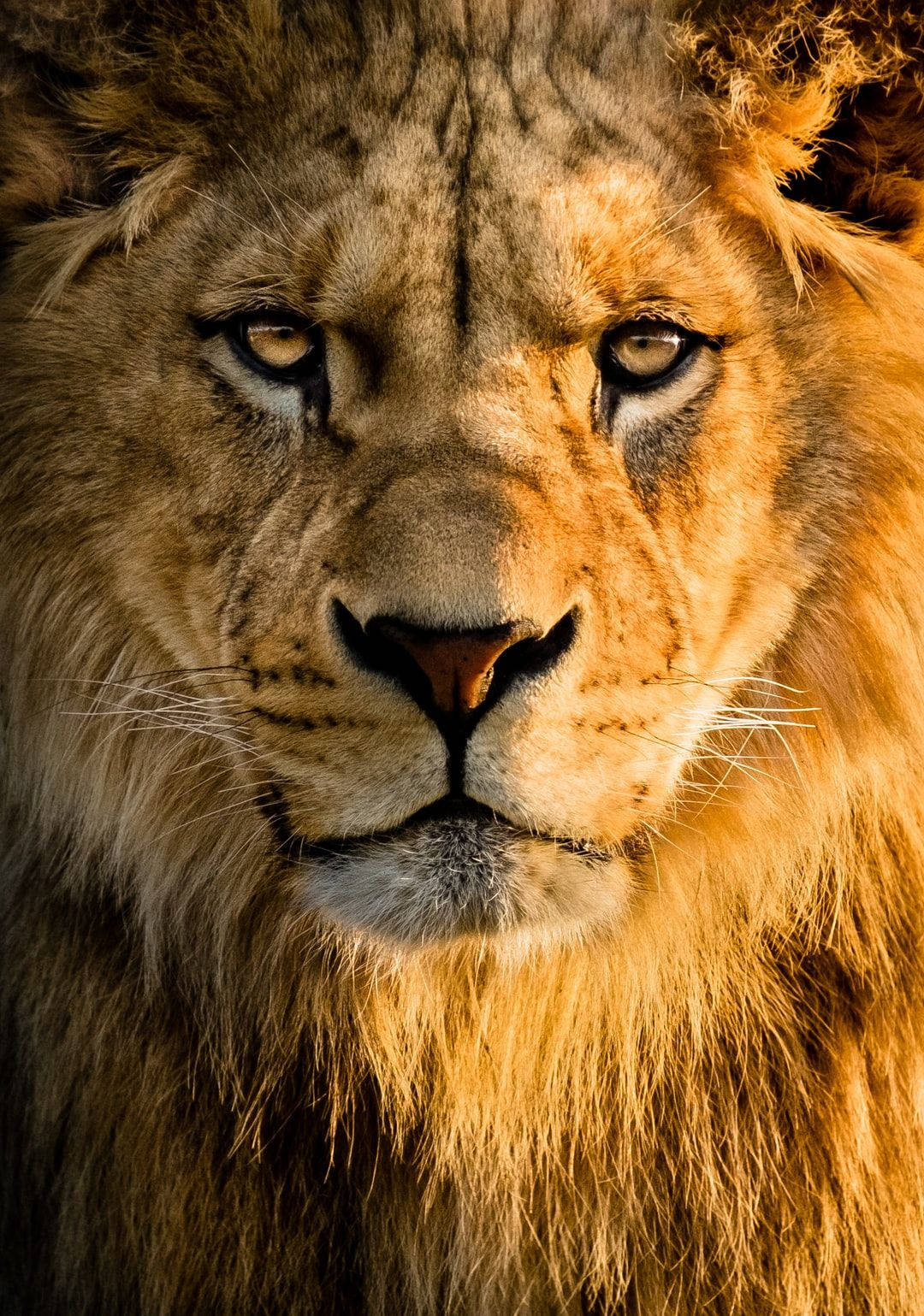 Cool 3d Lion Background Wallpaper