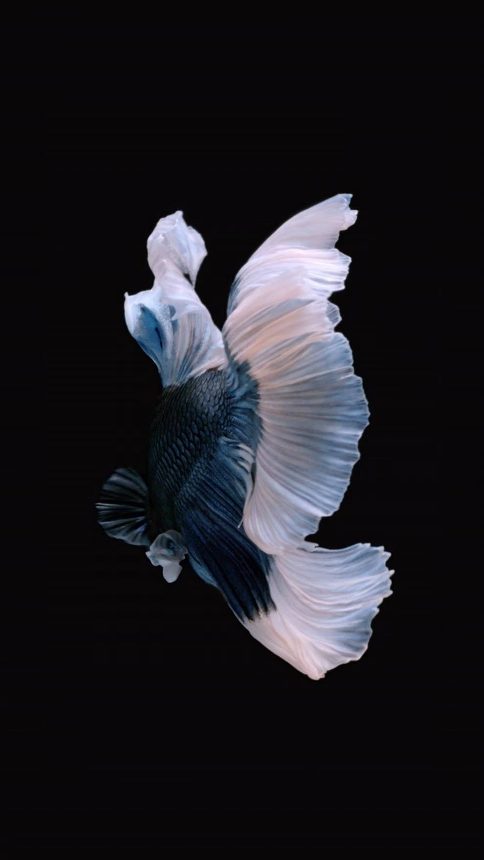 Cool Black And White Fish Live Wallpaper