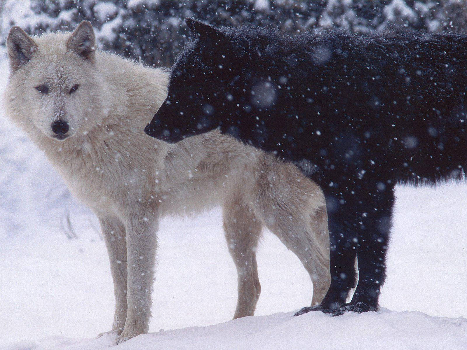 Cool Black Wolf And White Wolf On Snow Wallpaper