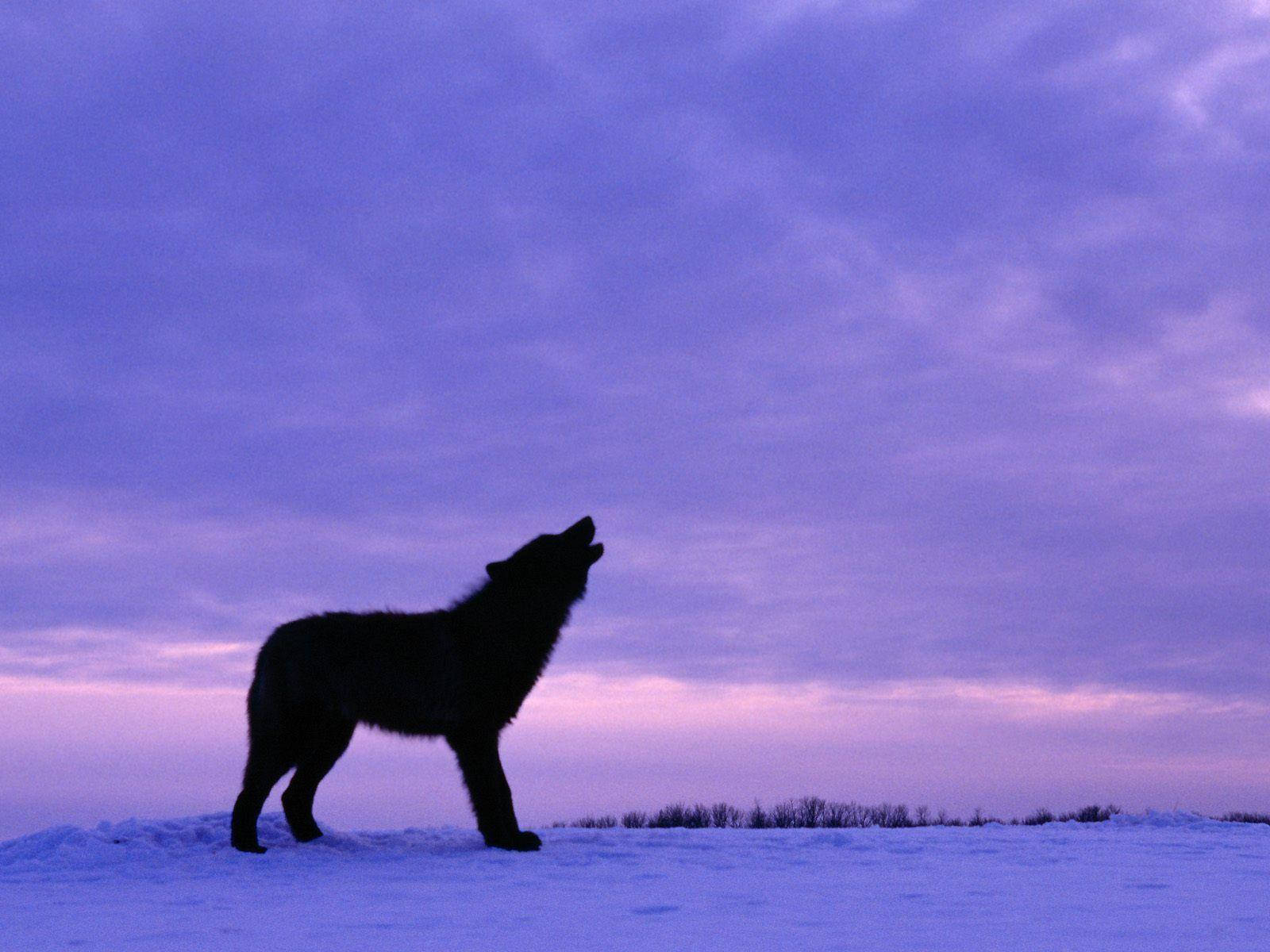 Cool Black Wolf Howling To The Sky Wallpaper