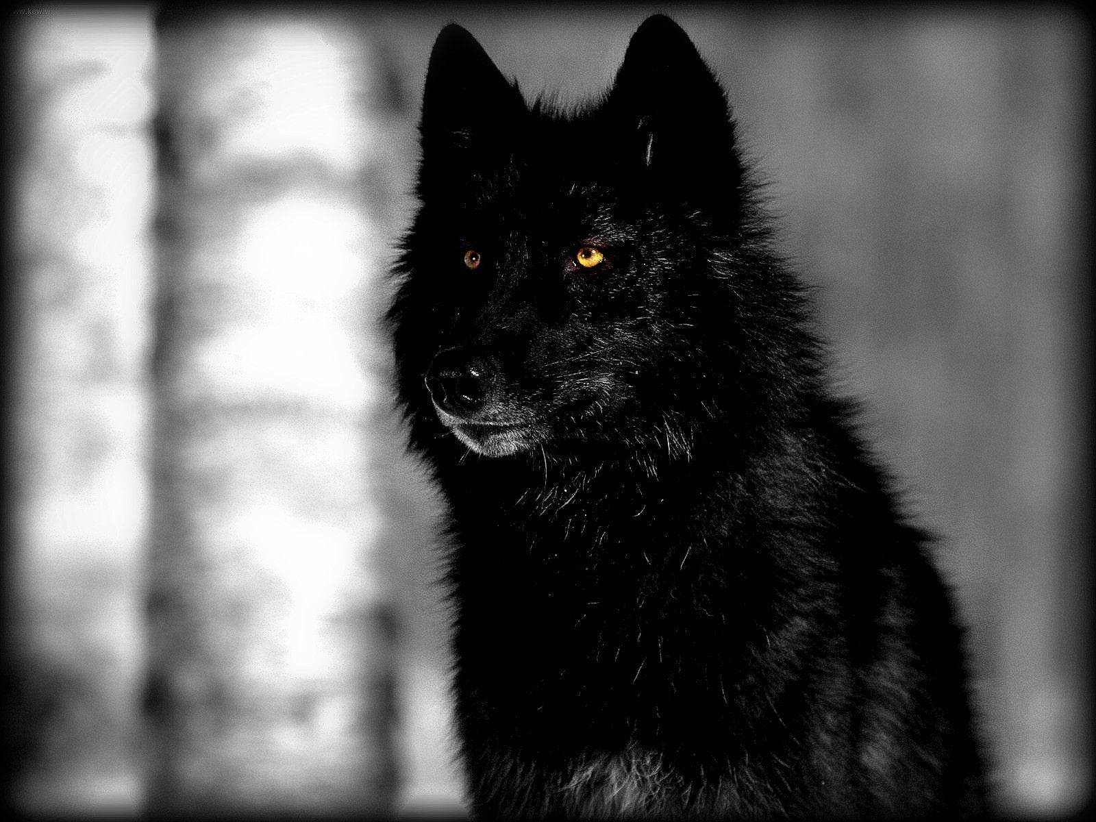 Cool Black Wolf With Orange Eyes Wallpaper
