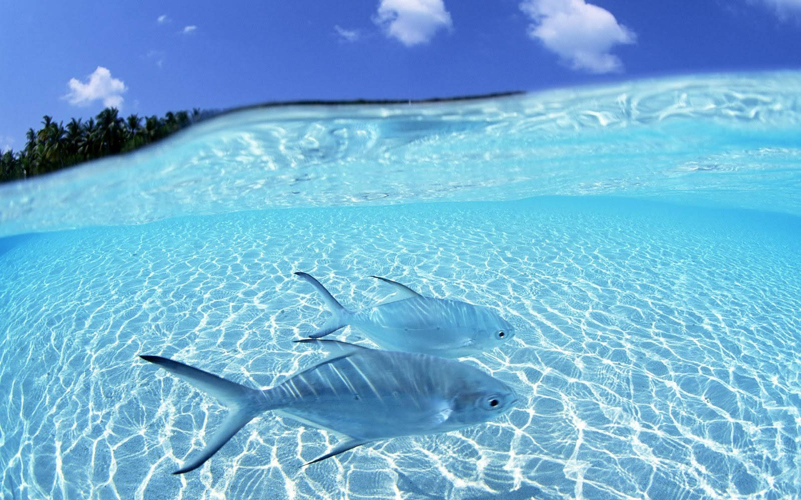 Cool Fish And Clear Water Wallpaper
