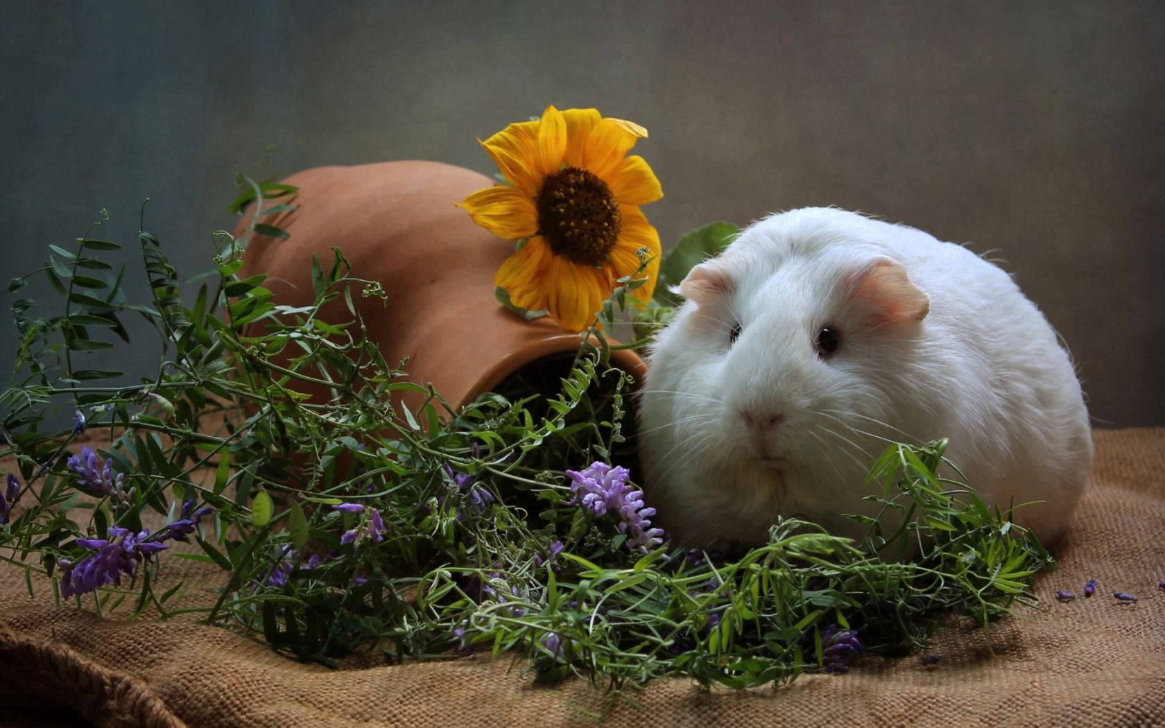 Cool Guinea Pig With Flowers Wallpaper
