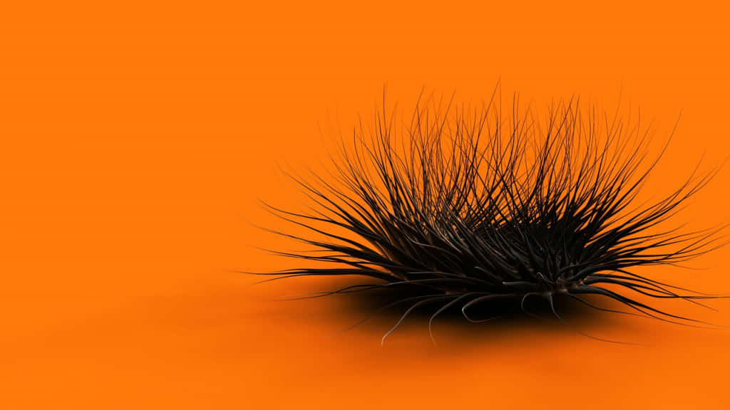 Cool Orange Sea Urchin Wallpaper