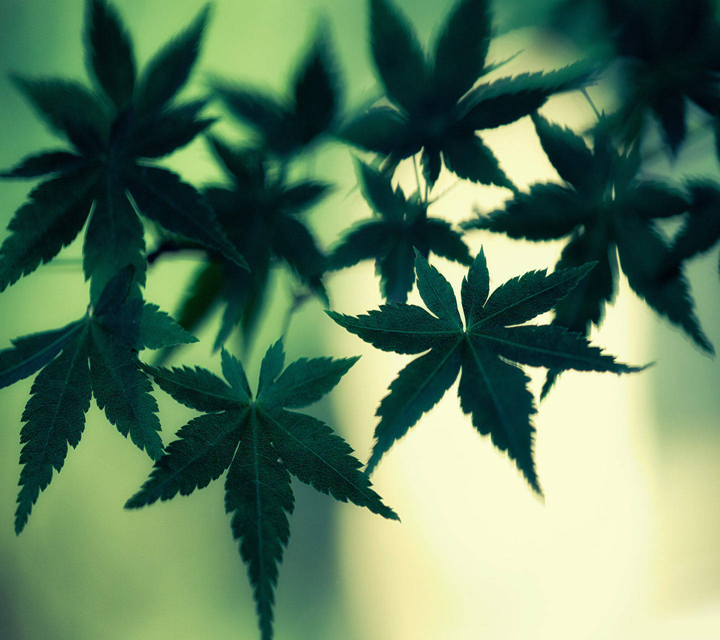 Cool Weed Marijuana Leaves Wallpaper