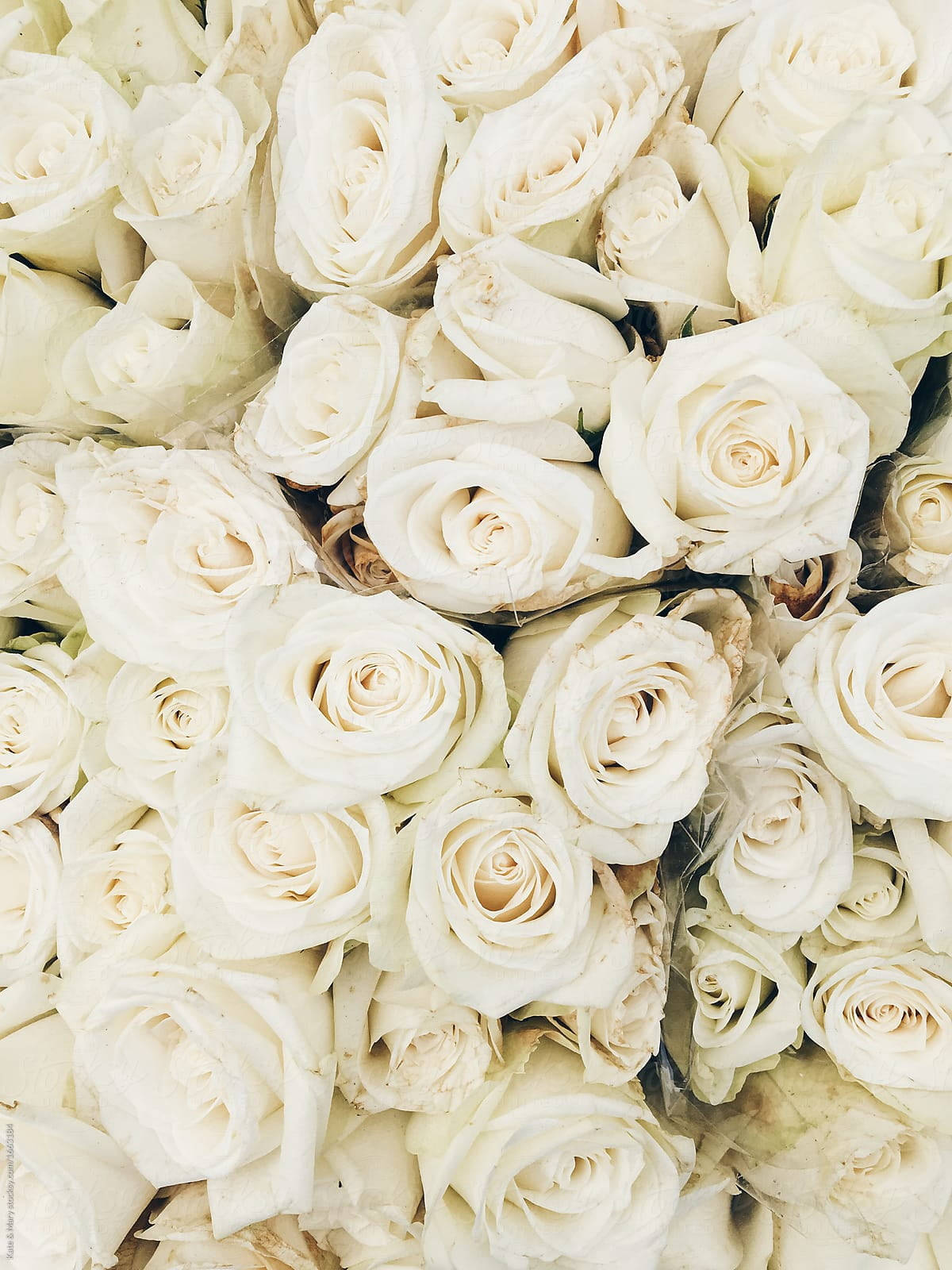 Cool White Roses Closeup Wallpaper