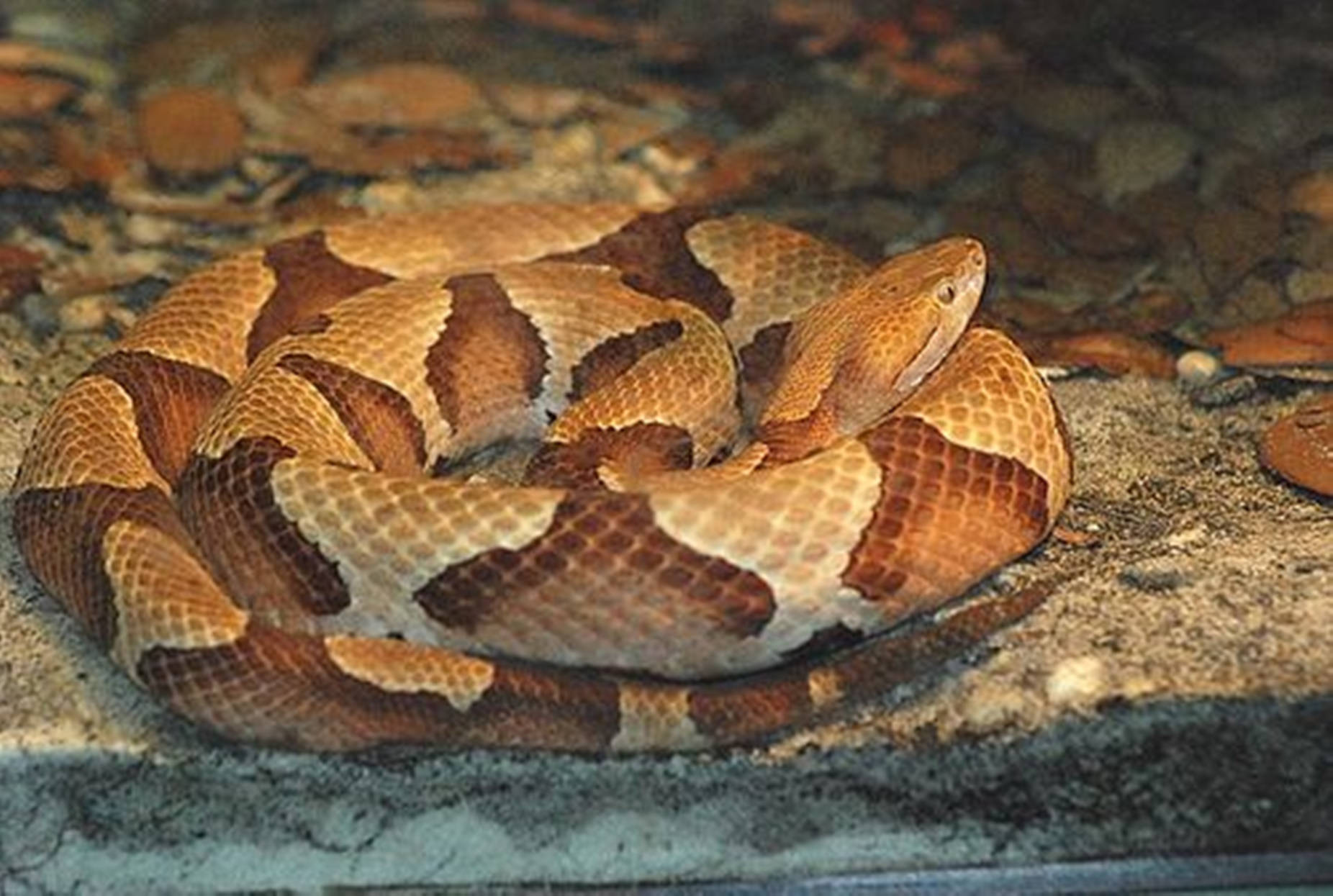 Copperhead Osage Pit Viper Species Wallpaper