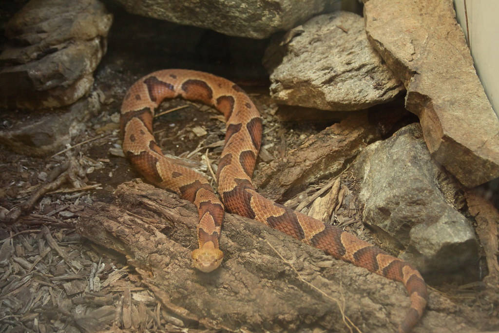 Copperhead Slithering On A Rocky Undergrowth Wallpaper