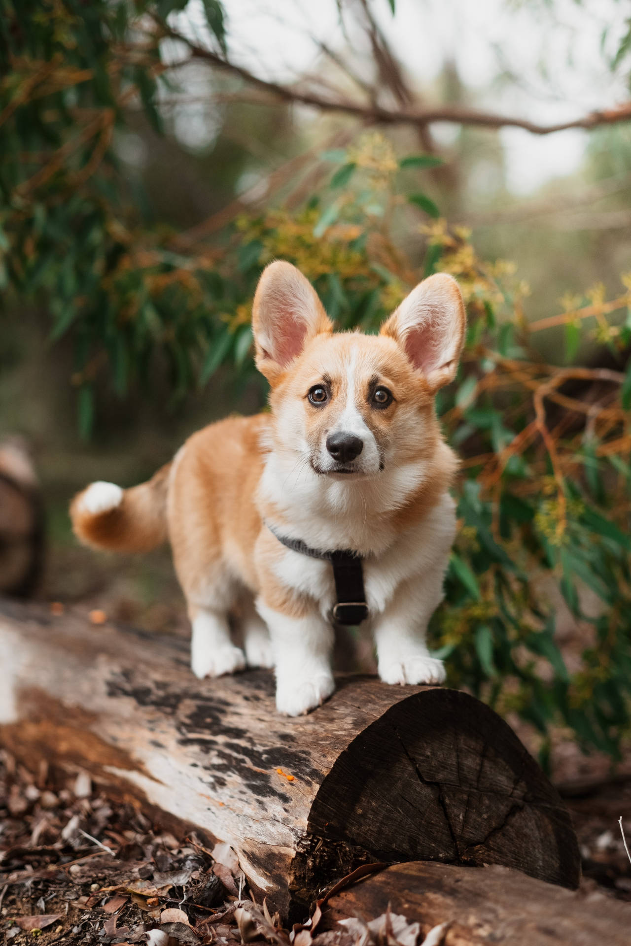 corgi donuts navy blue kids baby cute Wallpaper | Spoonflower