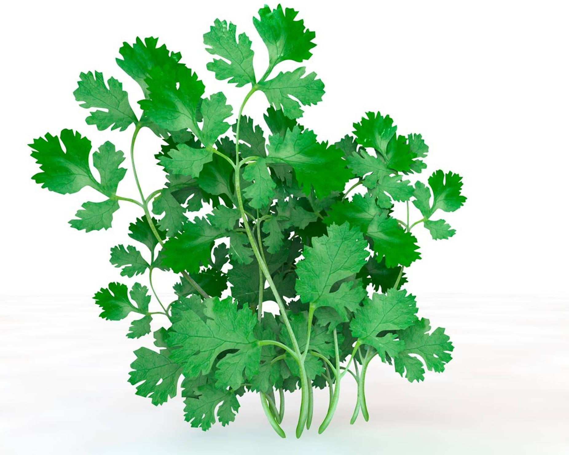 Coriander Herbs Creative Shot Wallpaper