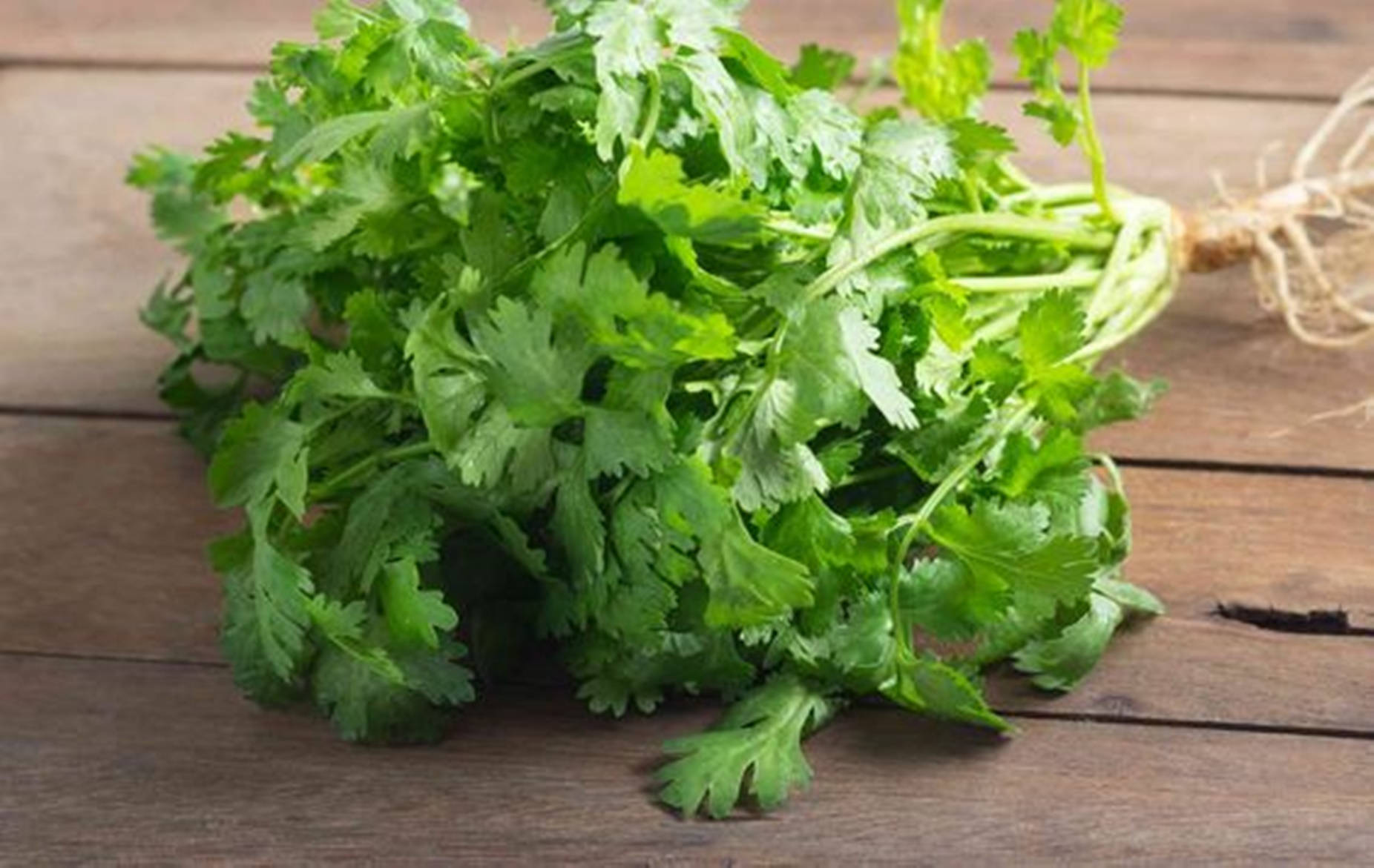 Coriander Herbs On Wooden Table Macro Shot Wallpaper