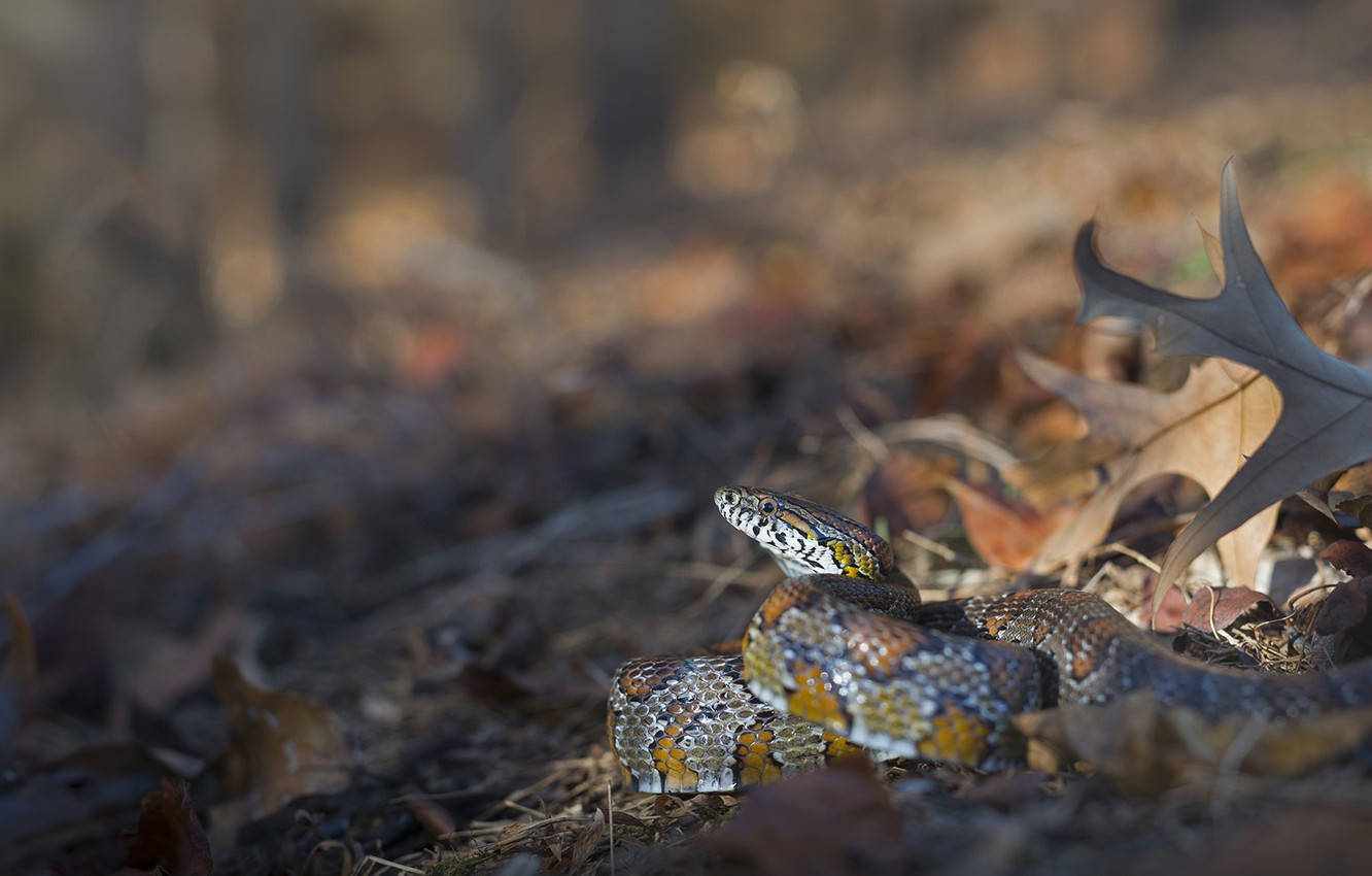 Corn Snake Hiding In The Leaves Wallpaper