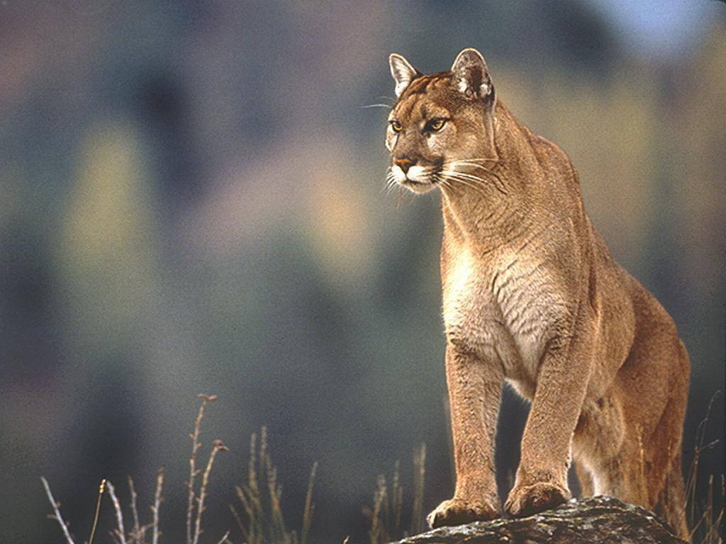 Cougar All Best Wallpaper