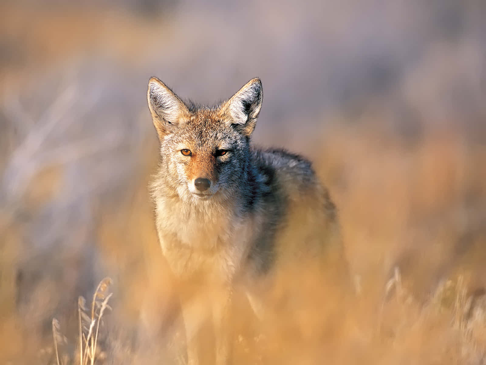 Coyote Found In The Savanna Wallpaper