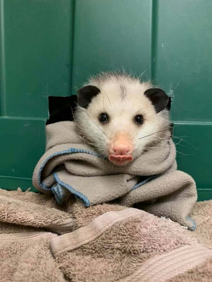 Cozy Opossum Wrappedin Blanket Wallpaper