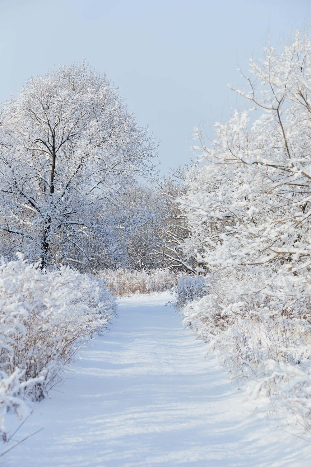 Cozy Winter Vibes With A Warm Cup Of Cocoa Wallpaper