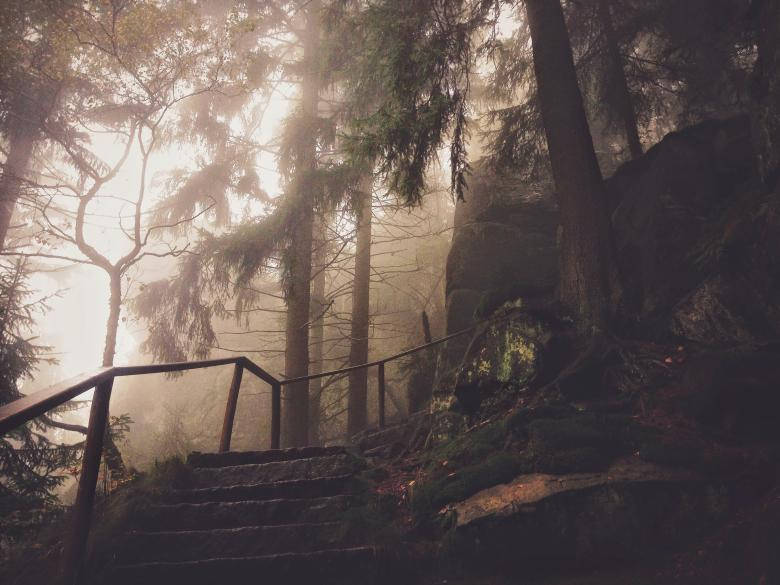 Creepy Path In Dark Forest Iphone Wallpaper