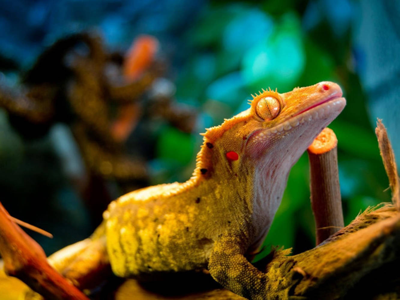 Crested Gecko On Plant Wallpaper