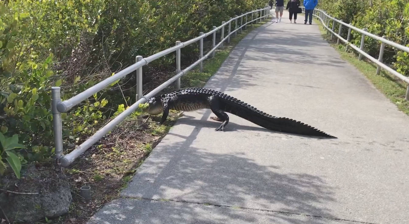 Crocodile On Path Everglades National Park Wallpaper