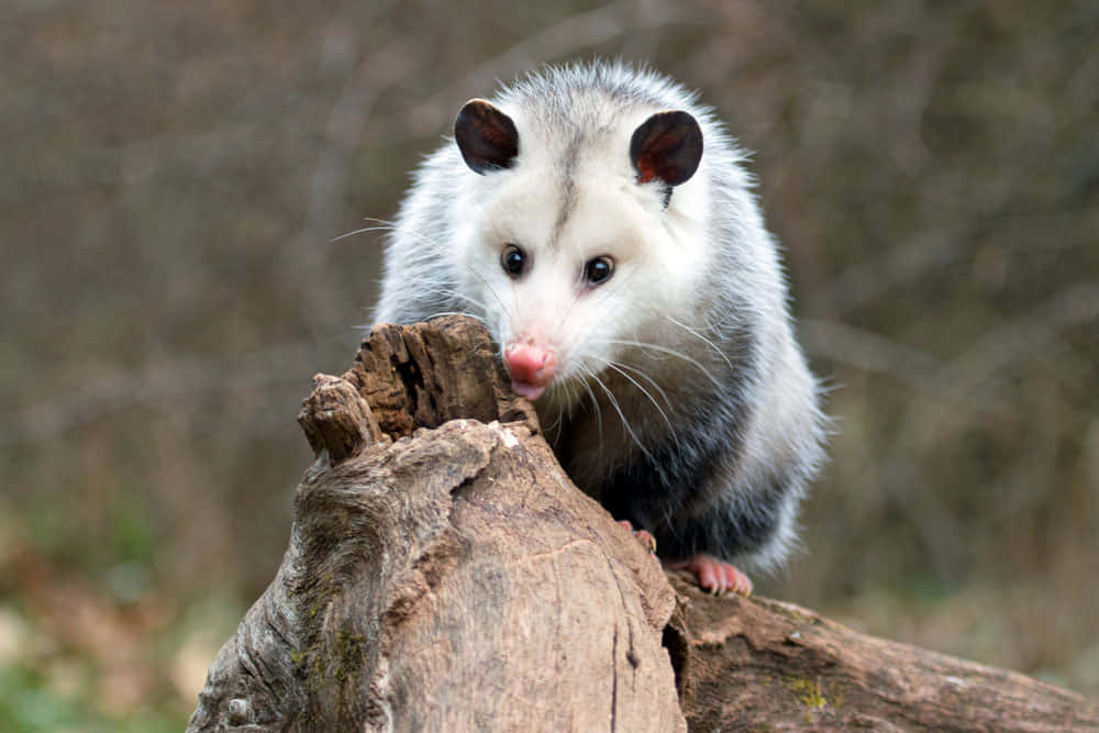 Curious Opossum On Log Wallpaper