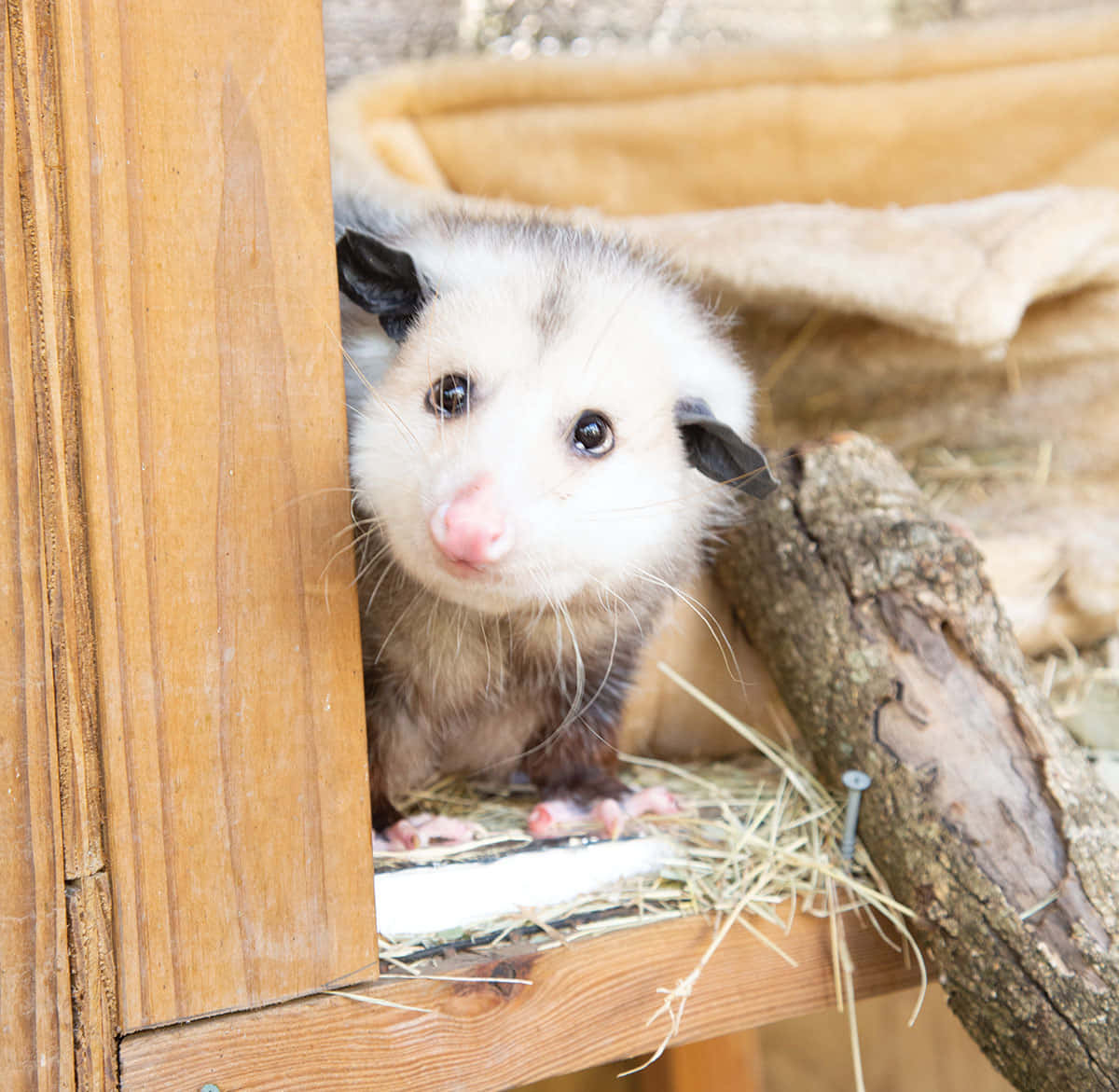 Curious Opossum Peeking Out Wallpaper