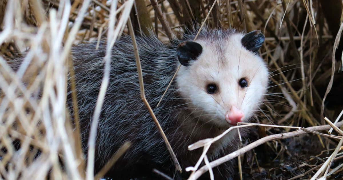 Curious Opossumin Habitat.jpg Wallpaper