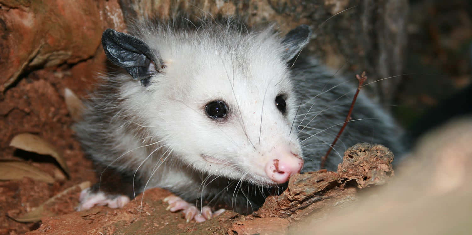 Curious Opossumin Habitat Wallpaper