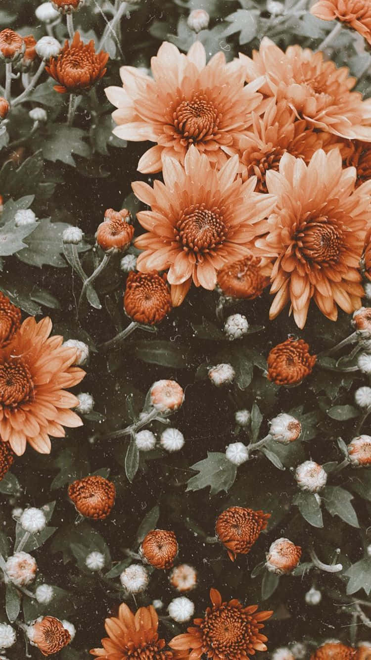Cute Aesthetic Orange Flowers Wallpaper