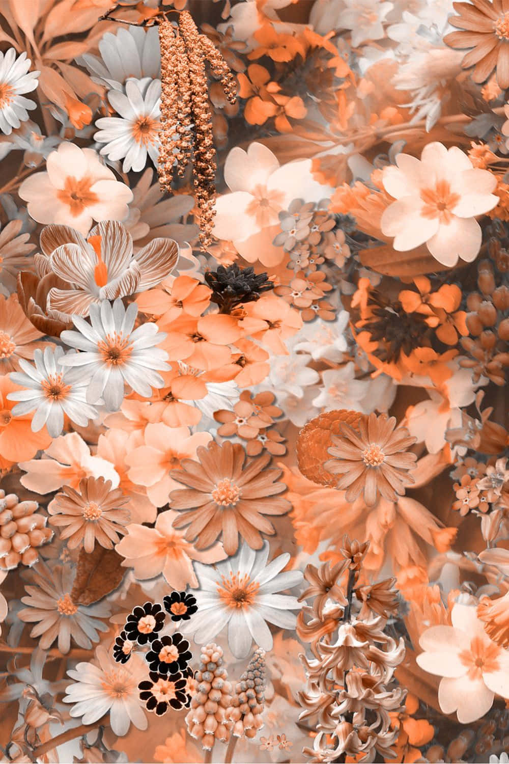 Cute Aesthetic Orange White Flowers Wallpaper