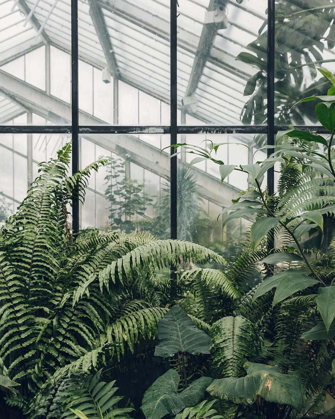 Cute Aesthetic Plant Greenhouse Wallpaper