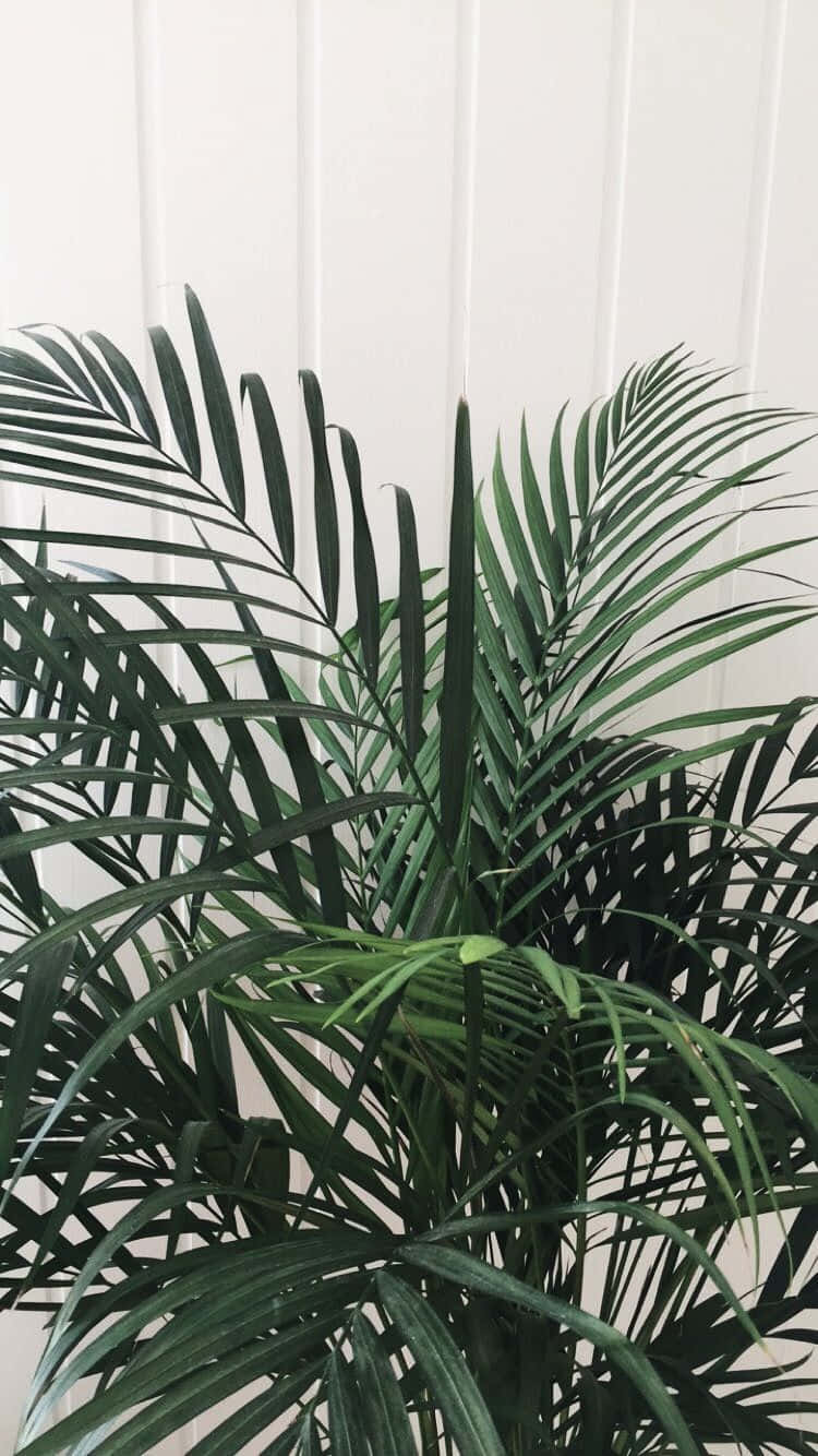 Cute Aesthetic Plant White Wall Wallpaper