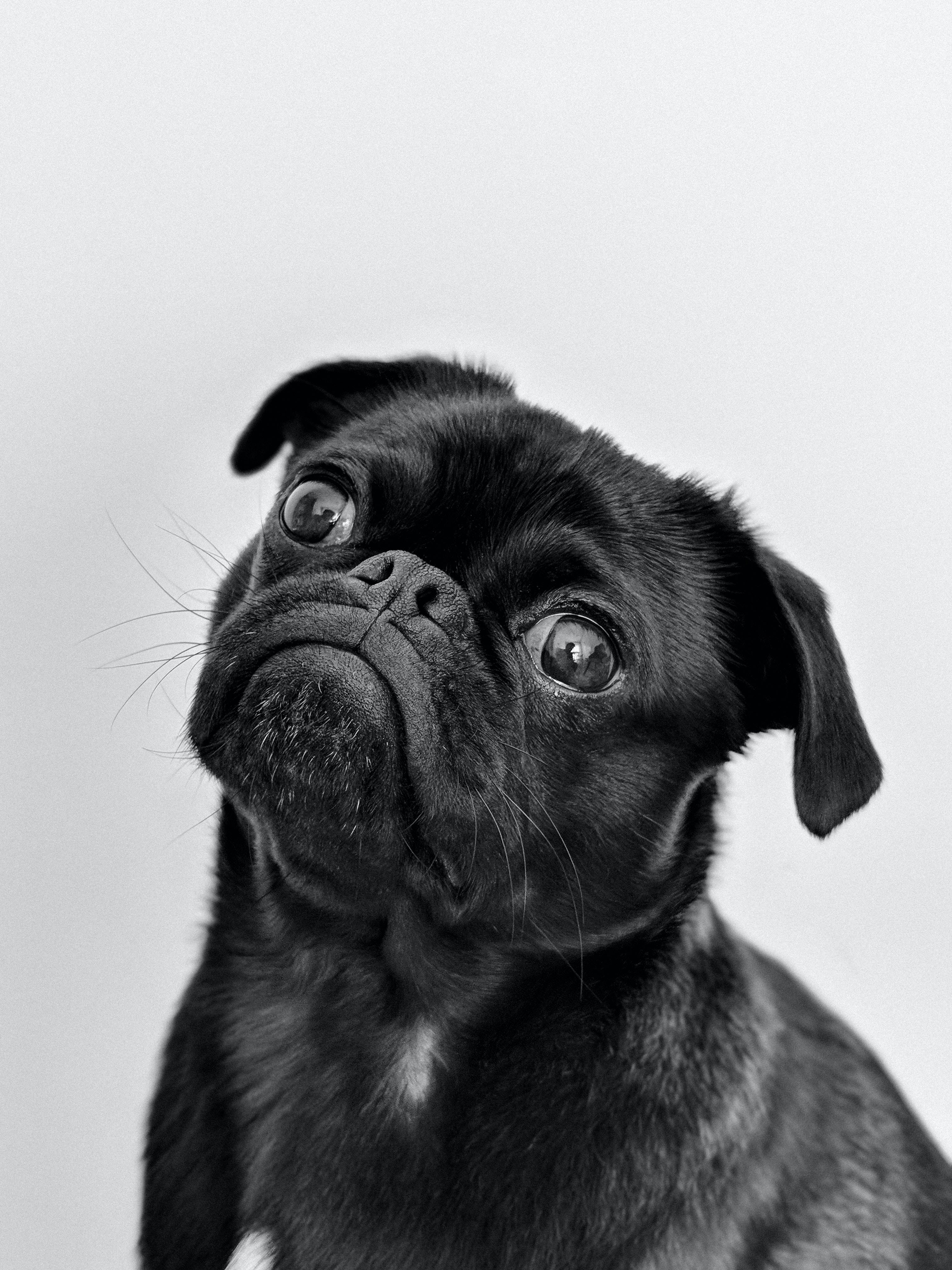 Cute Animal Black Pug Wallpaper