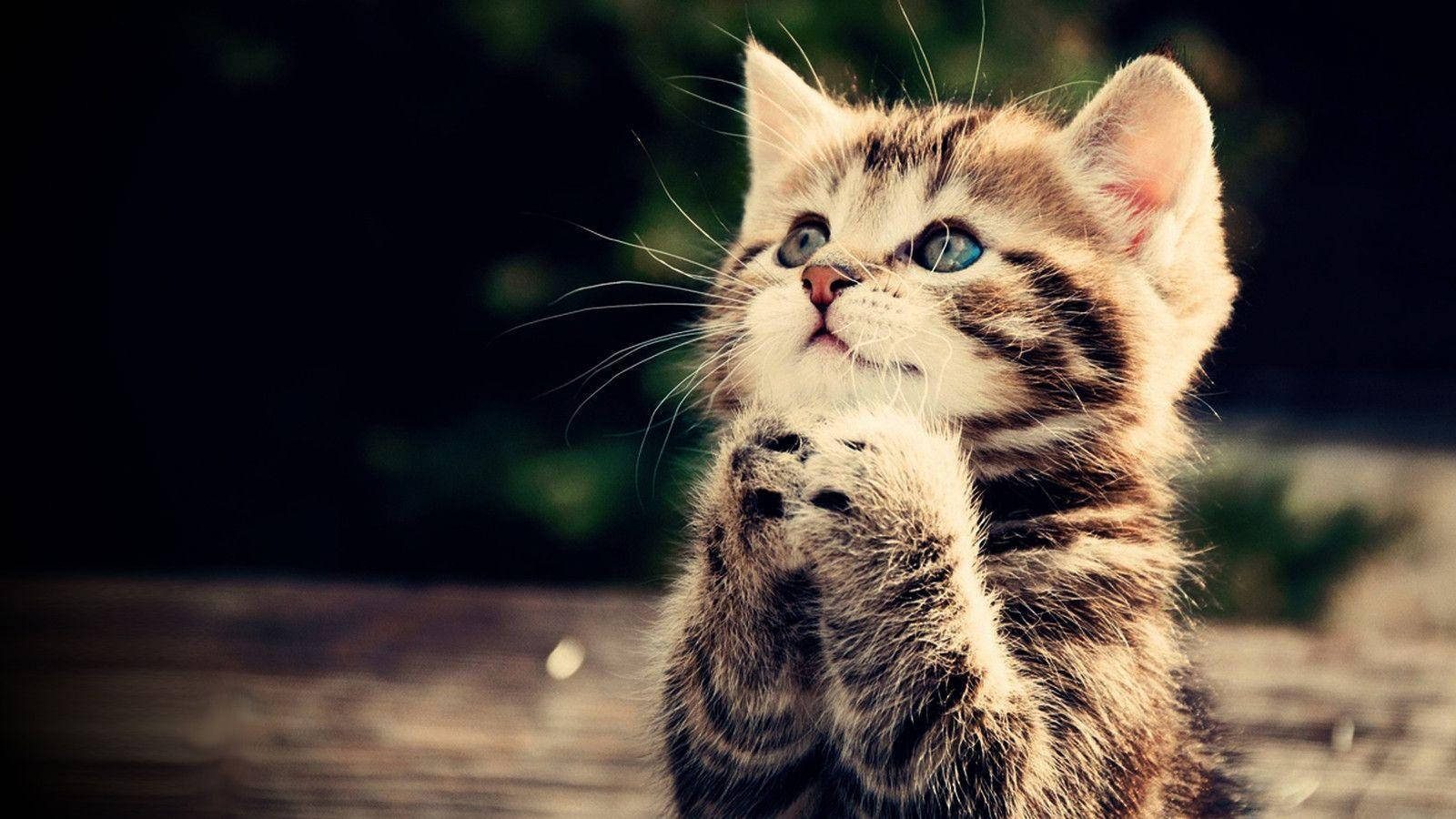 Cute Animal Praying Tabby Cat Wallpaper