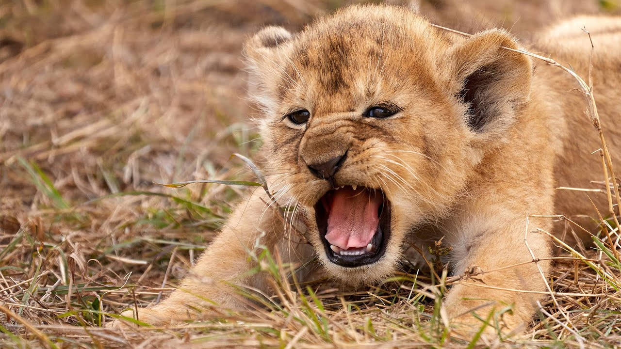 Cute Baby Lion Yawning Wallpaper