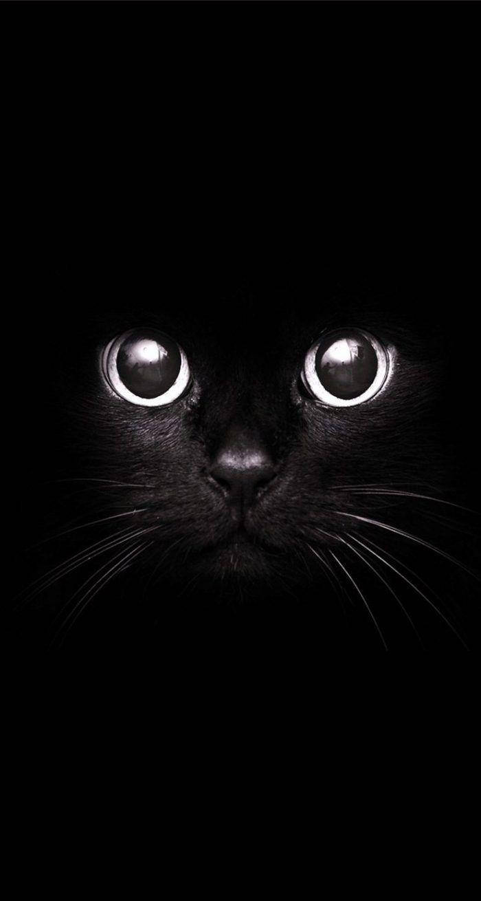 Cute Black And White Aesthetic Black Cat Wallpaper