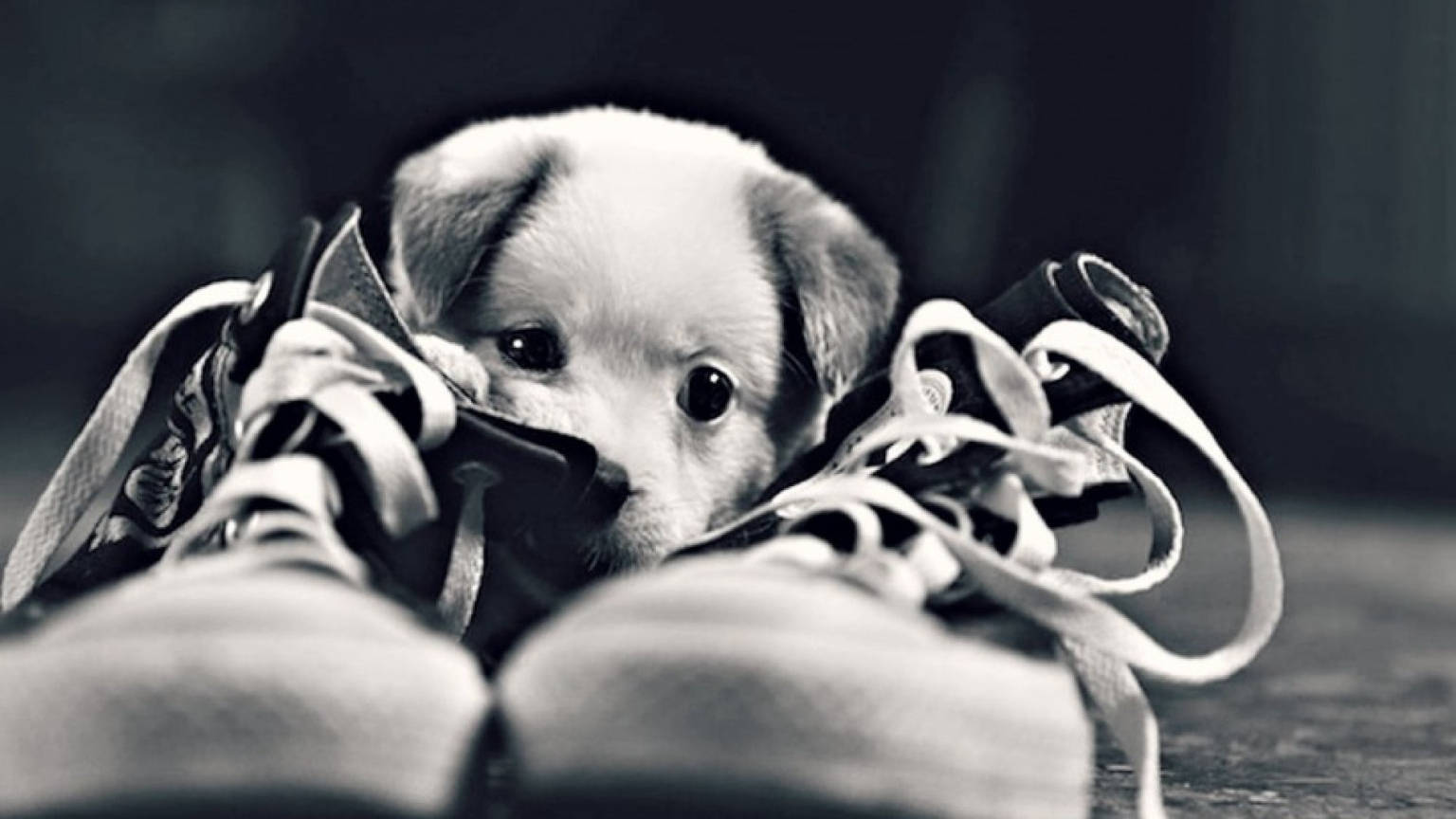 Cute Black And White Puppy Sneakers Wallpaper