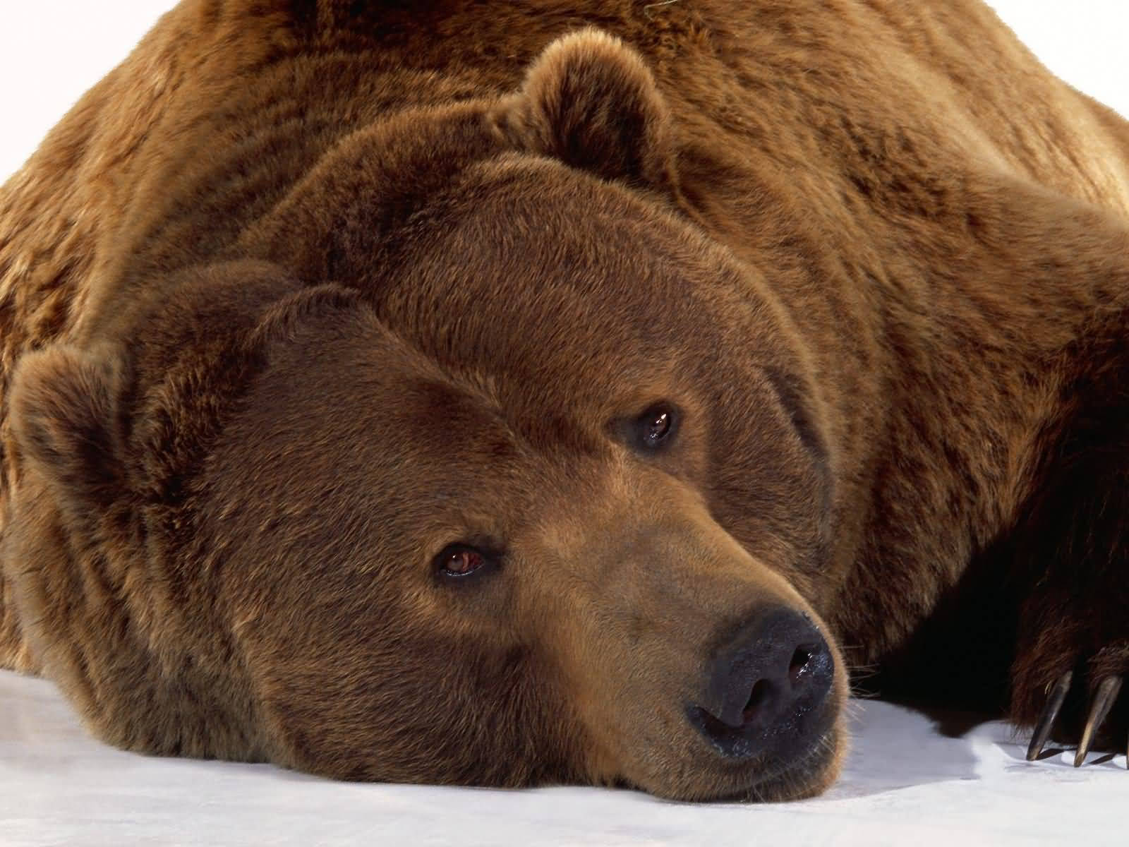 Cute Brown Bear On Snow Wallpaper