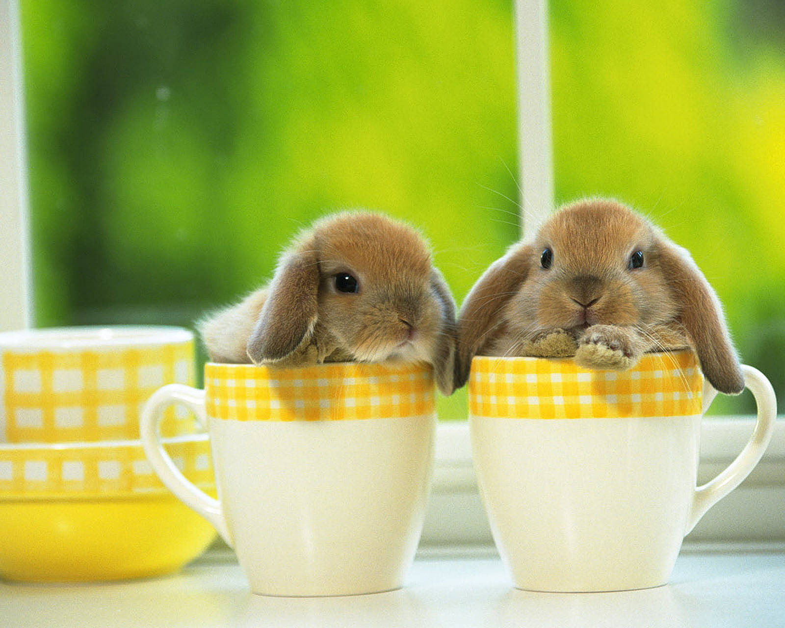 Cute Bunny Babies In Teacups Wallpaper