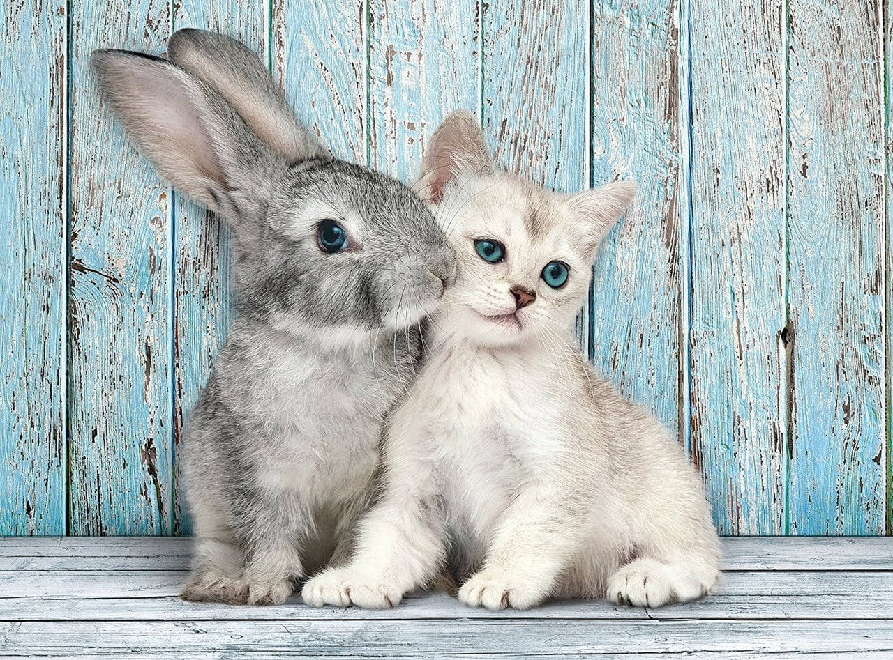 Cute Bunny With Cute Kitten Wallpaper