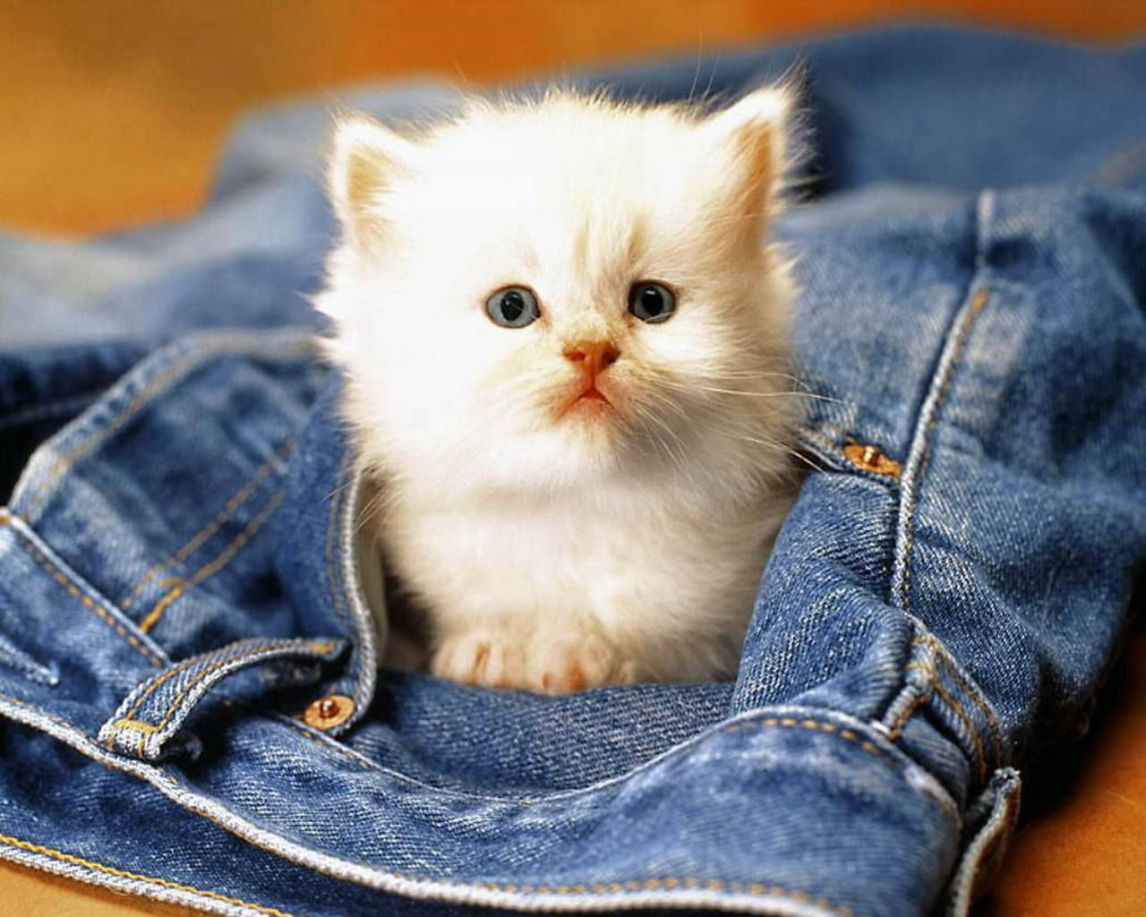 Cute Cat Love Pocket Wallpaper