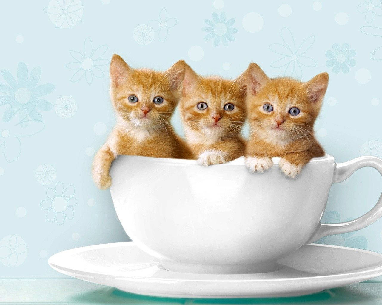 Cute Cat Love Teacup Wallpaper