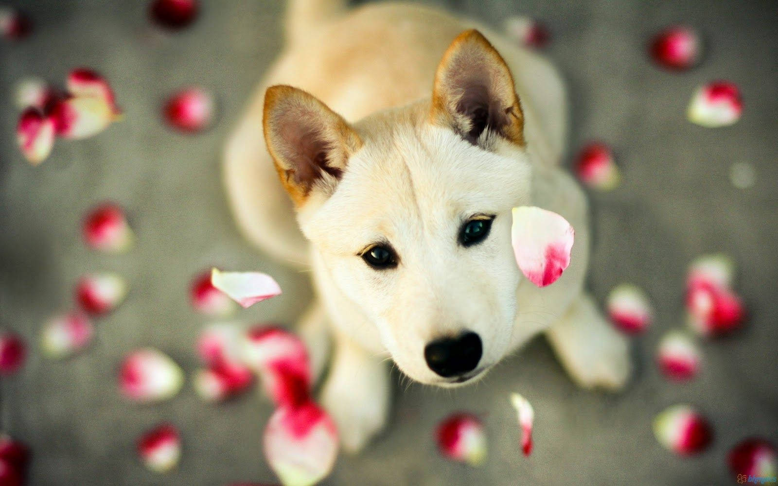 Cute Dog Falling Petals Wallpaper