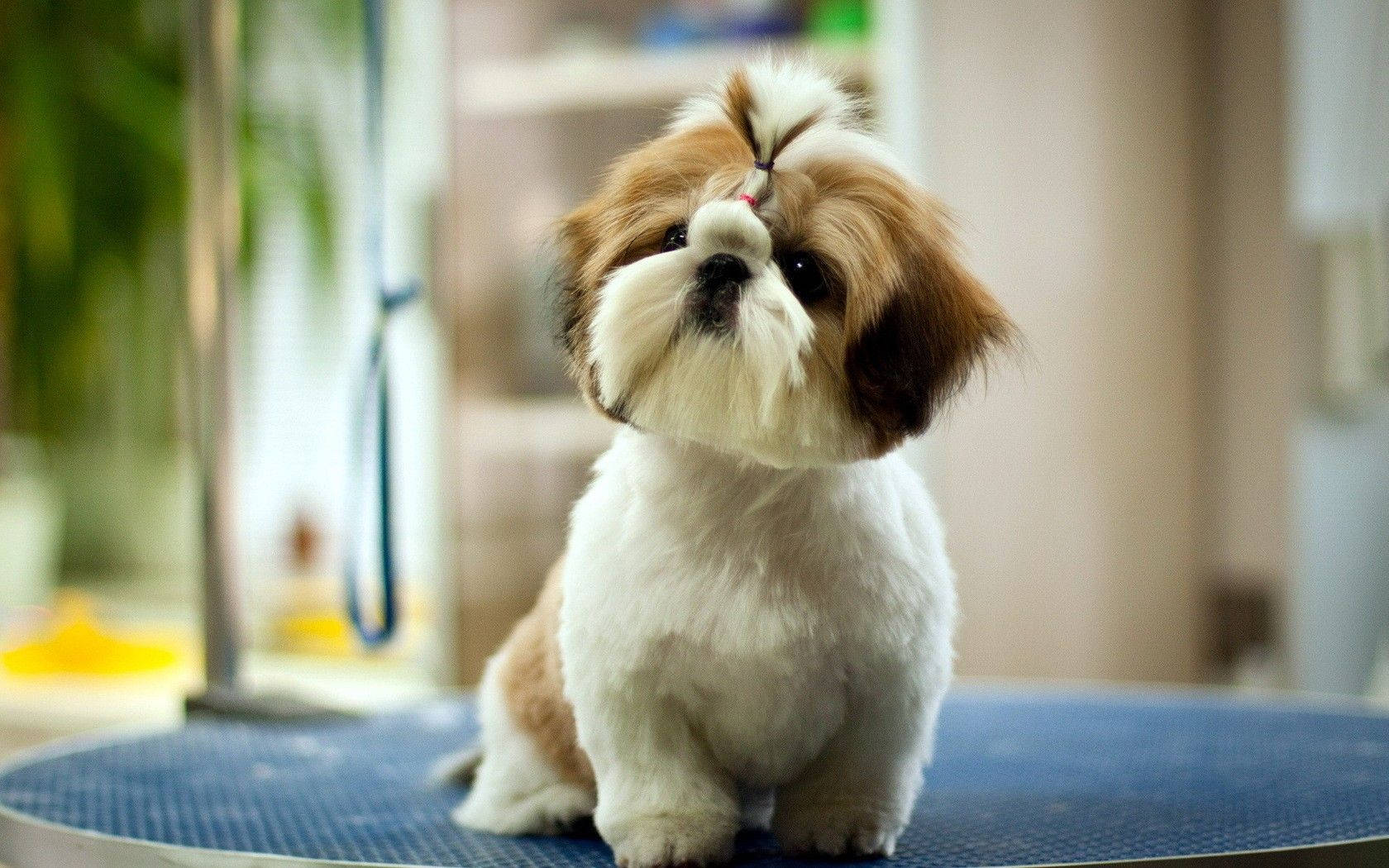 Cute Dog Freshly Groomed Wallpaper