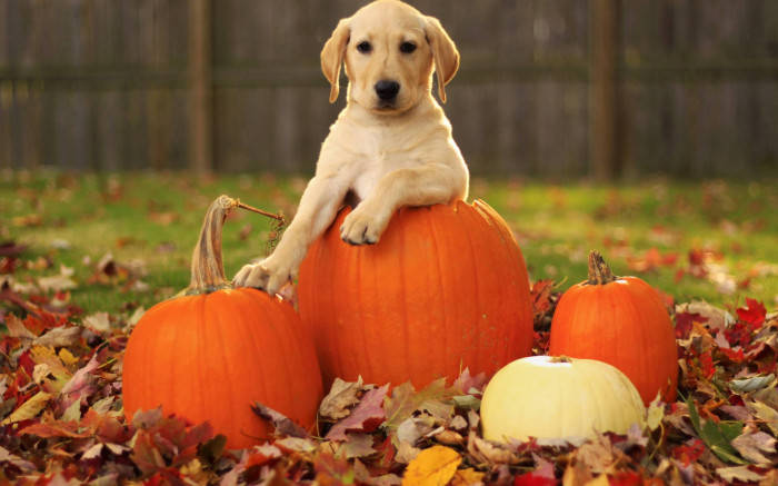 Cute Dog On Pumpkin Fall Halloween Wallpaper